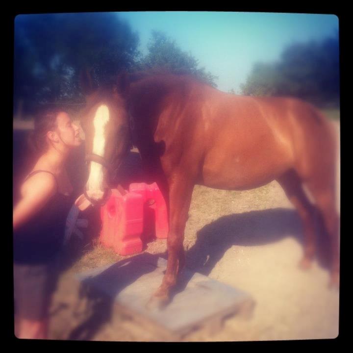 Hannoveraner Con Coy billede 19