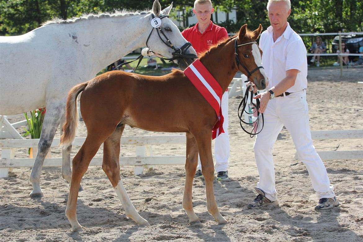 Dansk Varmblod Leda ERDH <3 - Leda og Lebiz, bedste spring betoende hingst i reg. 1 2012 og udtaget til eliteskuet.  billede 20