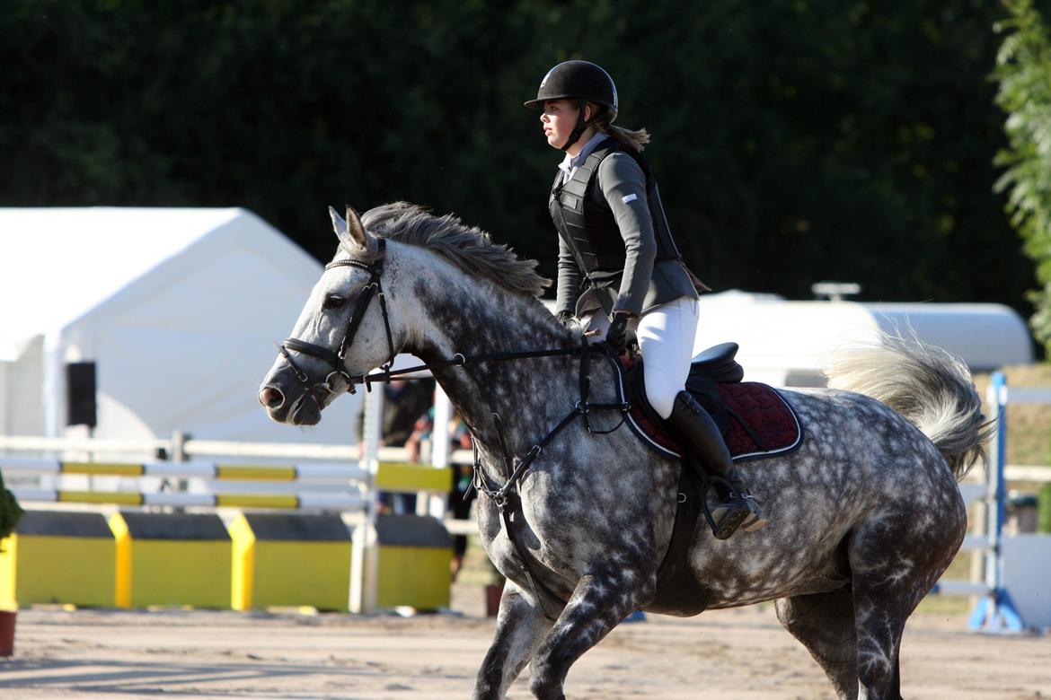 Dansk Varmblod Nicolina Lille Lunden billede 2