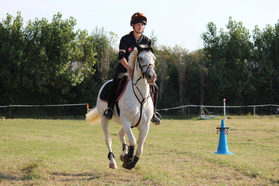 Anden særlig race Fantazy - DM indi. mounted games
2012 billede 14