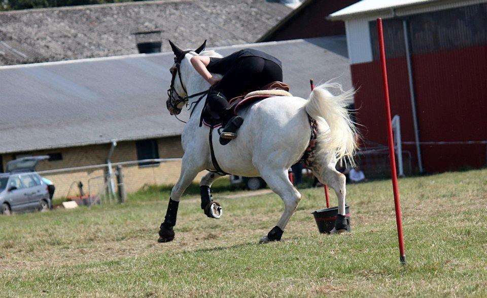 Anden særlig race Fantazy - DM indi. mounted games billede 15