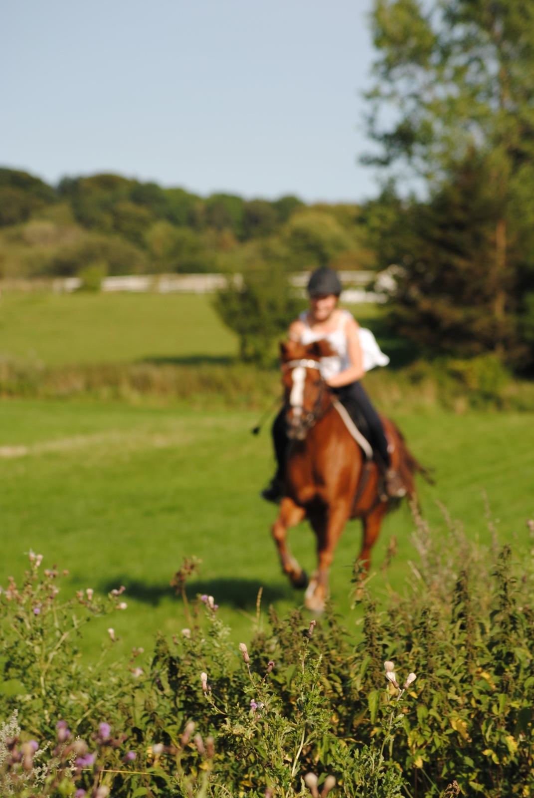 New Forest Athene Hippios - Gallop på marken d.19/8-12 billede 16