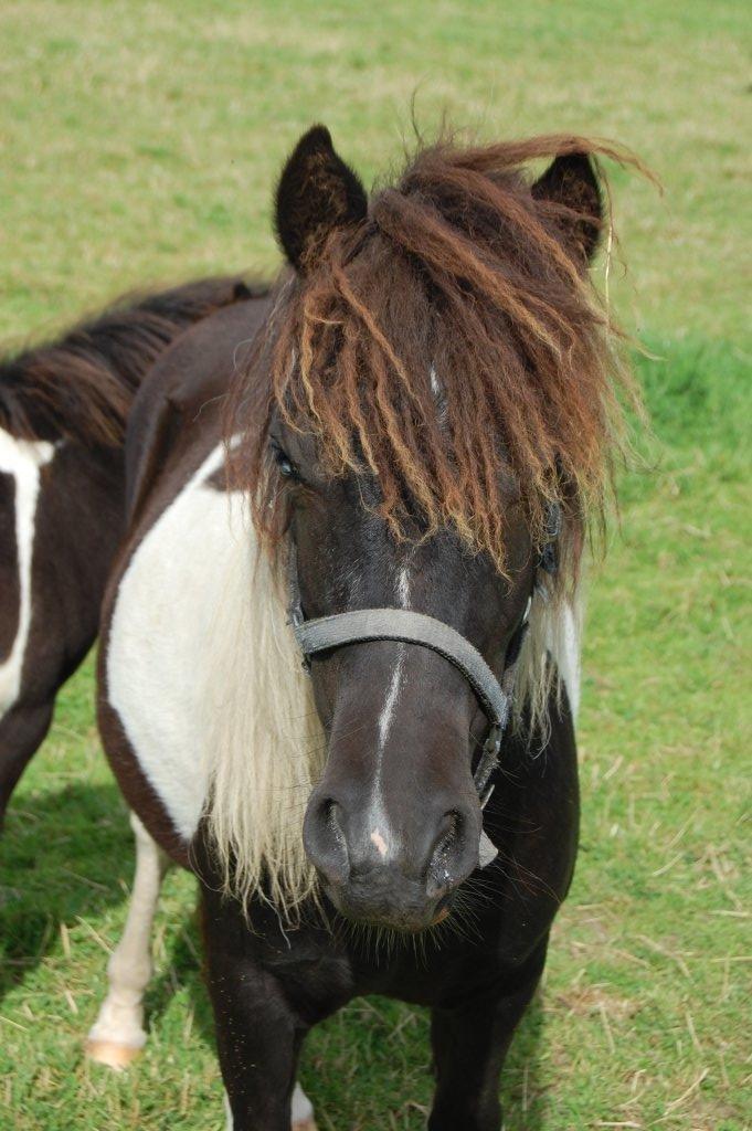 Anden særlig race Blue Eye Sleider billede 1
