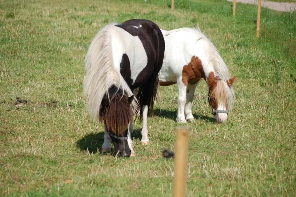 Anden særlig race Blue Eye Sleider billede 2