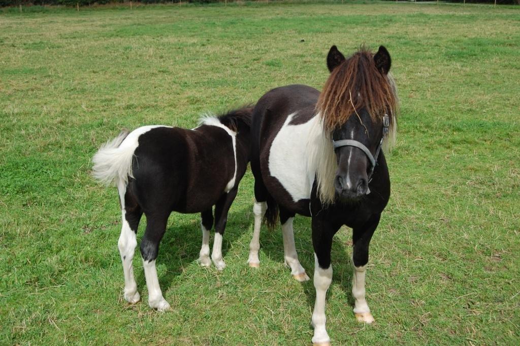 Anden særlig race Blue Eye Sleider billede 3