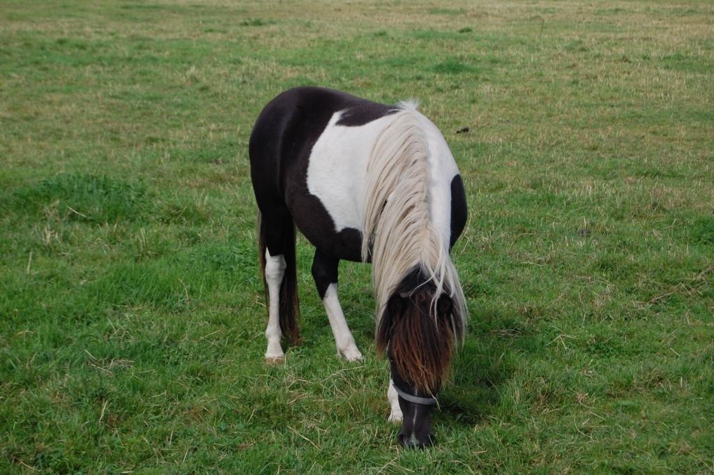 Anden særlig race Blue Eye Sleider billede 5