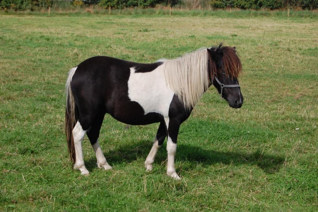 Anden særlig race Blue Eye Sleider billede 6