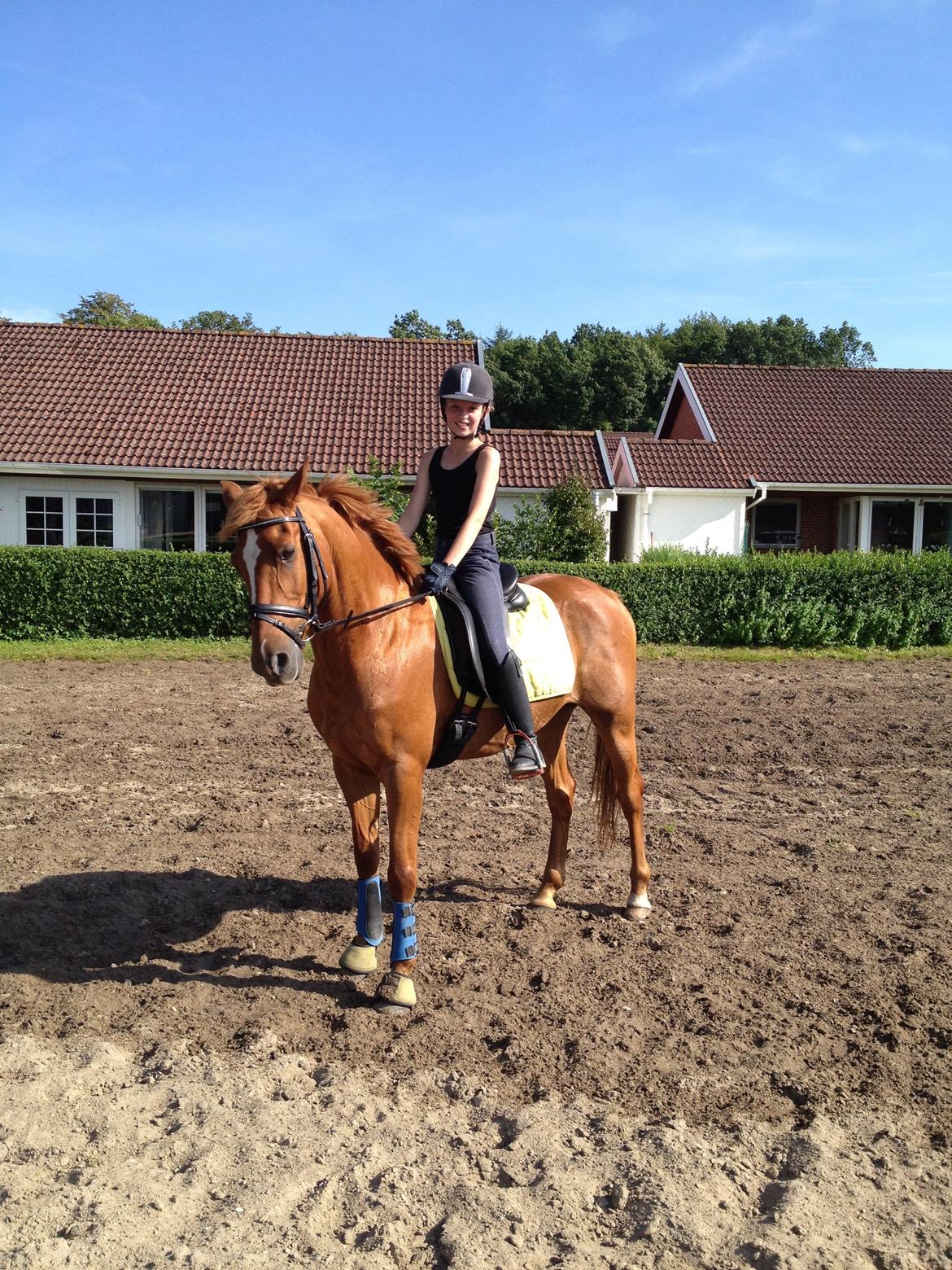 Hollandsk Sportspony Killroy R.I.P billede 9