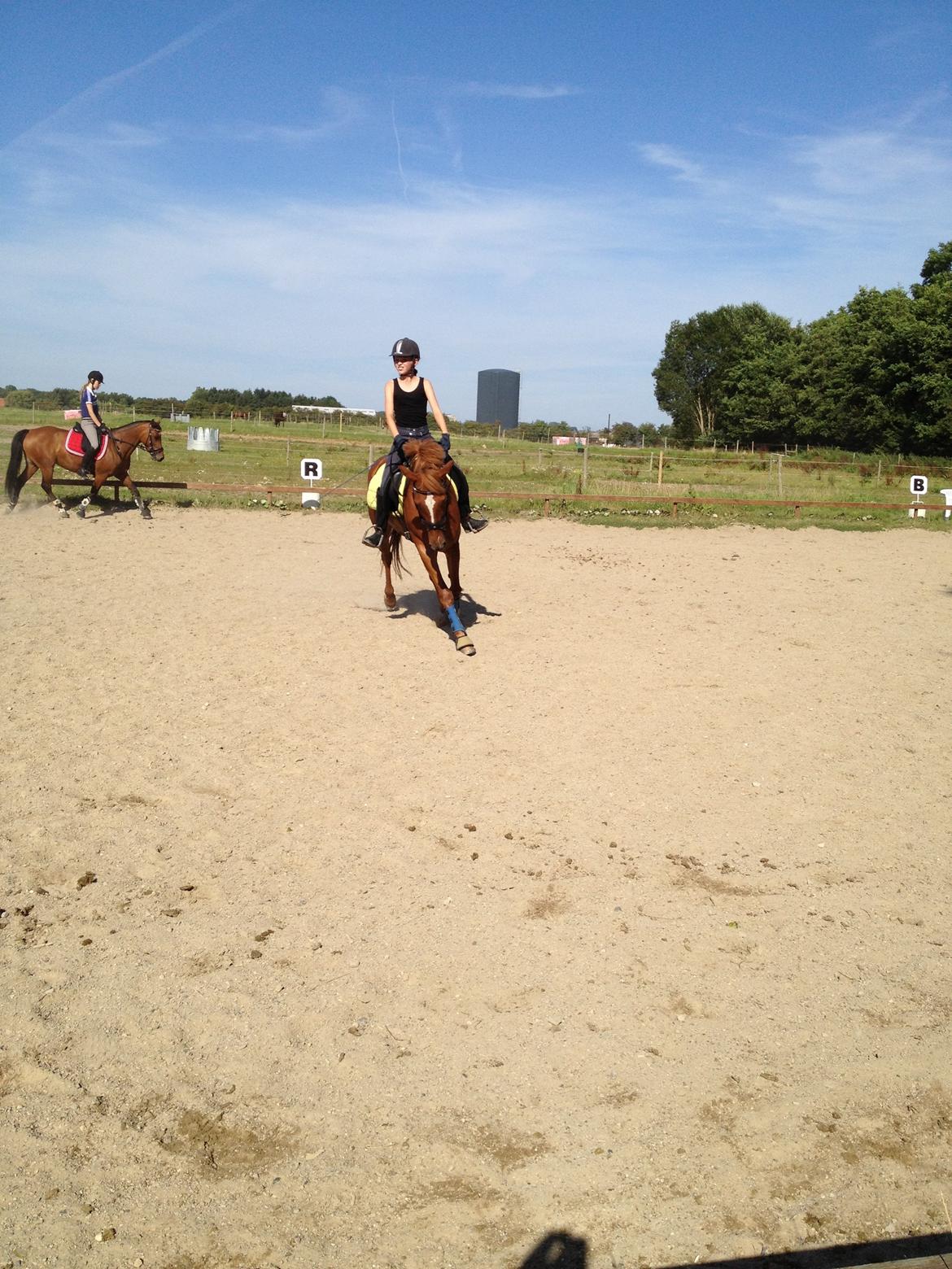 Hollandsk Sportspony Killroy R.I.P billede 5