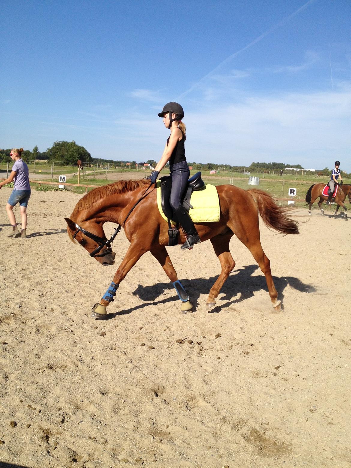 Hollandsk Sportspony Killroy R.I.P billede 6