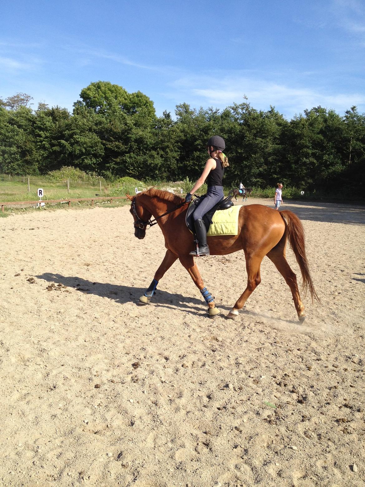 Hollandsk Sportspony Killroy R.I.P billede 7