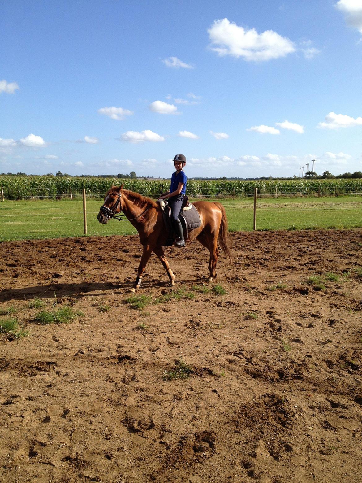 Hollandsk Sportspony Killroy R.I.P billede 15