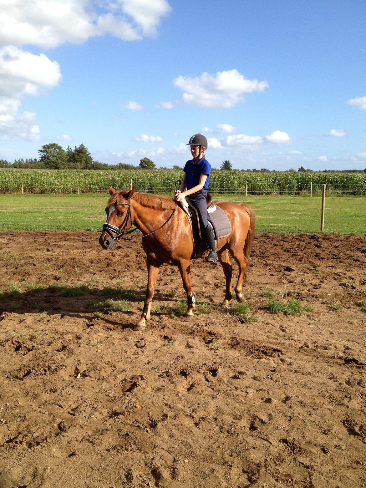 Hollandsk Sportspony Killroy R.I.P billede 11