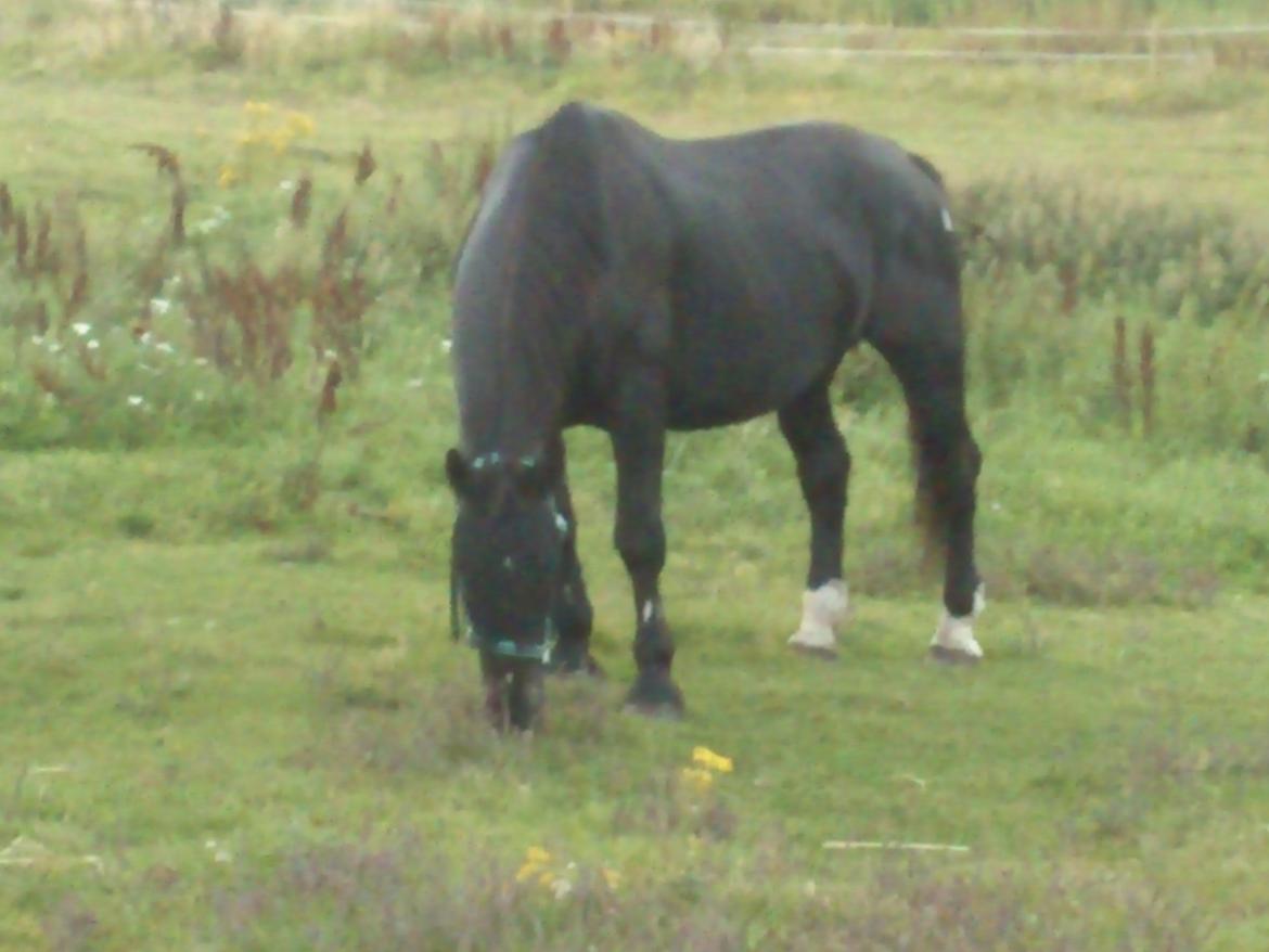 Oldenborg Lorenz  *Himmelhest* billede 8