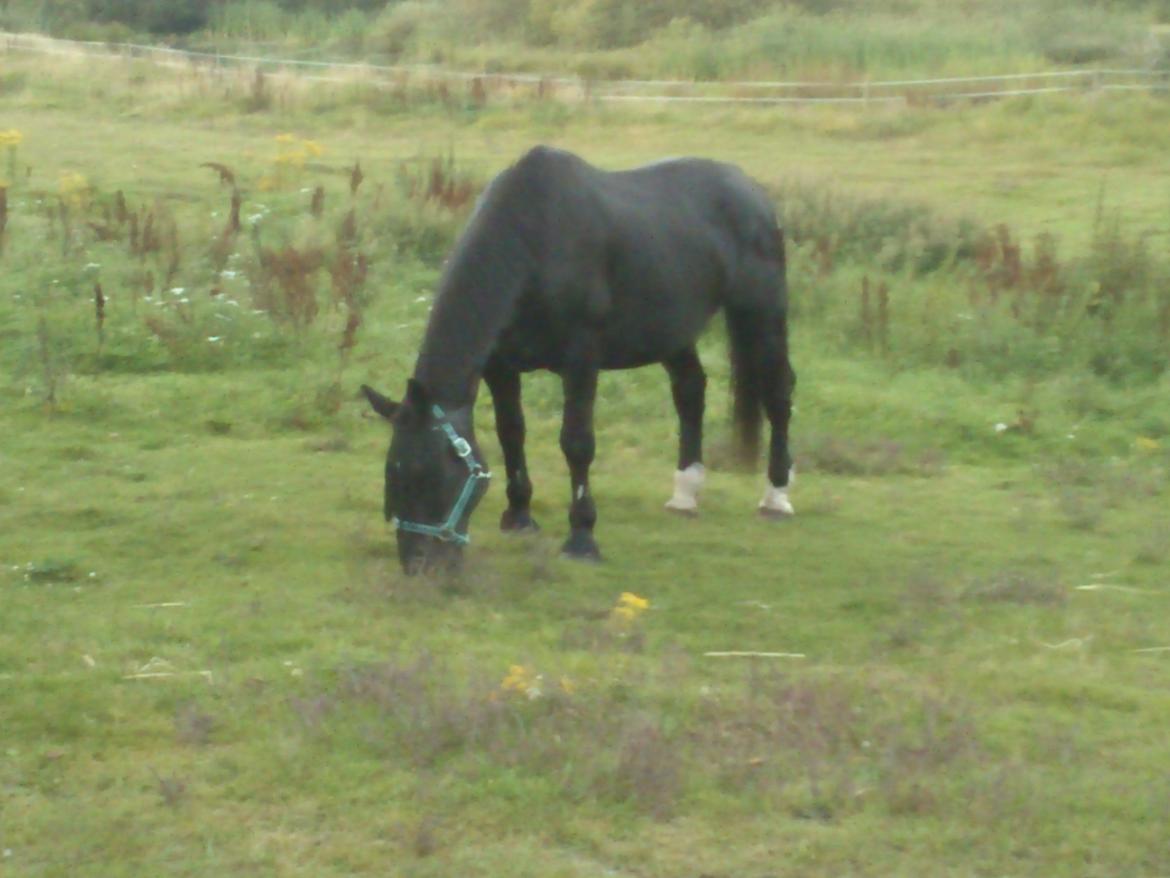 Oldenborg Lorenz  *Himmelhest* billede 9