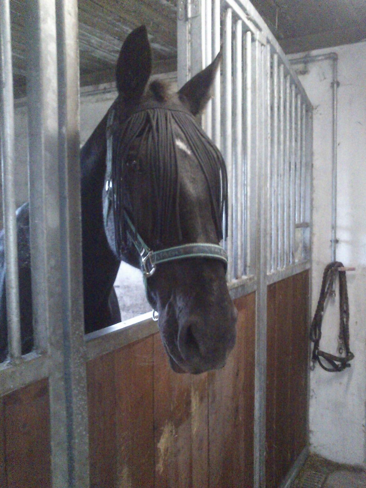 Oldenborg Lorenz  *Himmelhest* billede 10