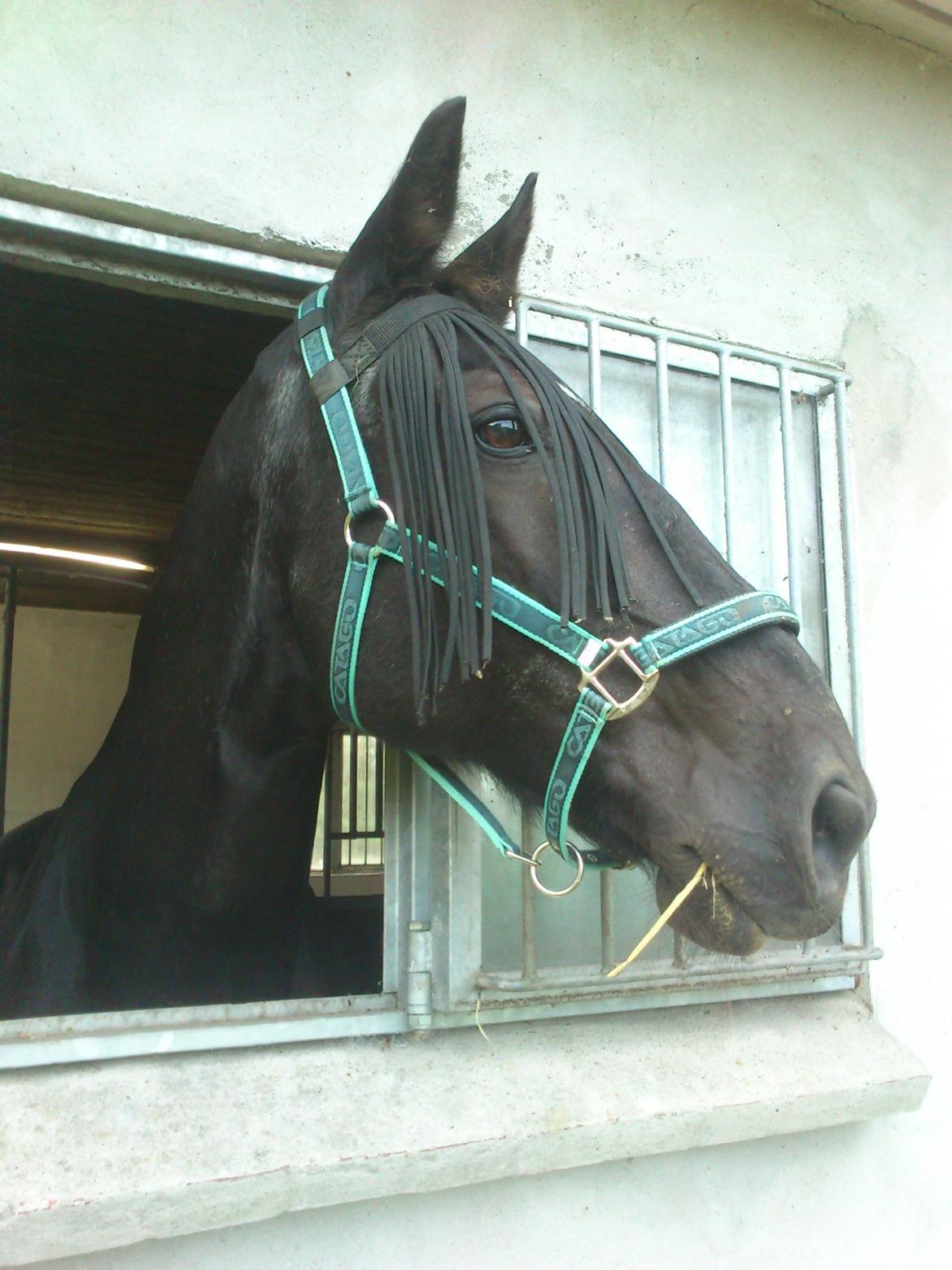 Oldenborg Lorenz  *Himmelhest* billede 1