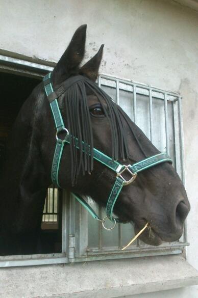 Oldenborg Lorenz  *Himmelhest* billede 11