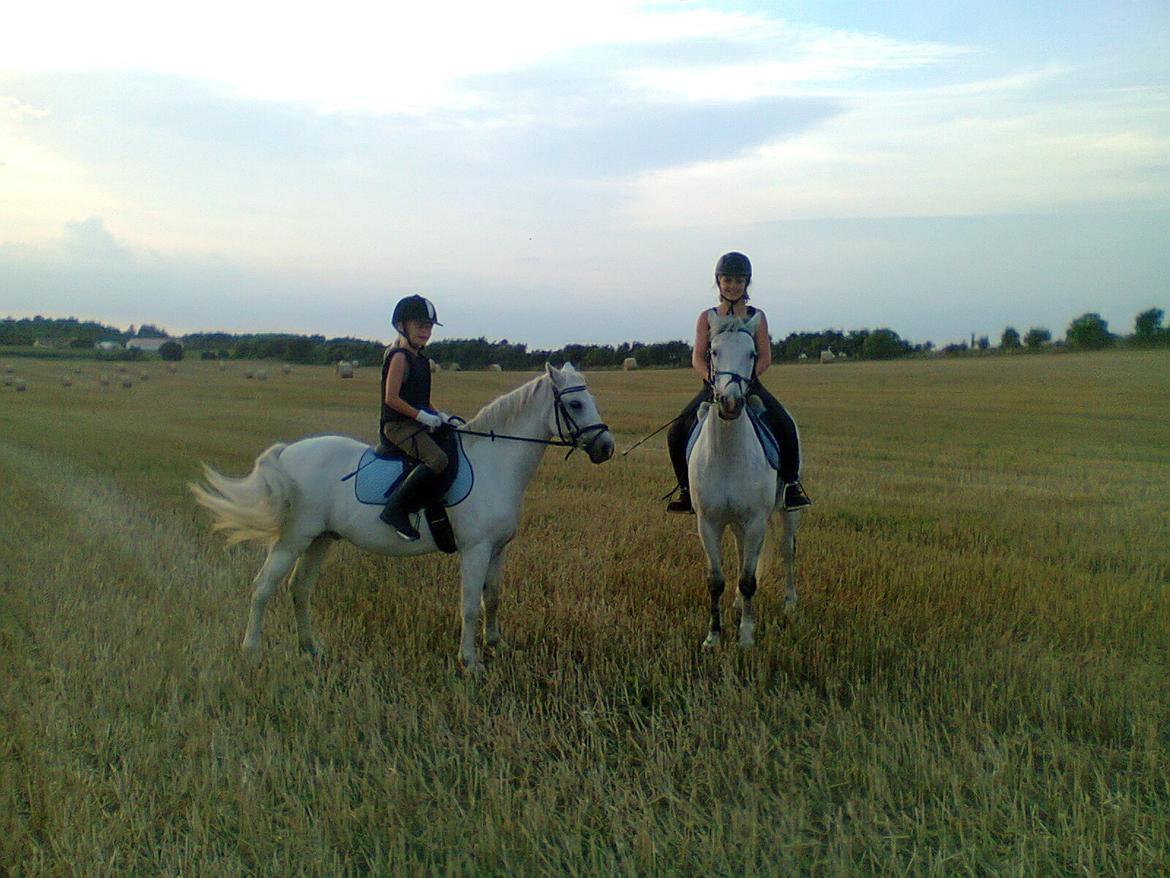 Welsh Pony (sec B) Lyngvejens Domino billede 1