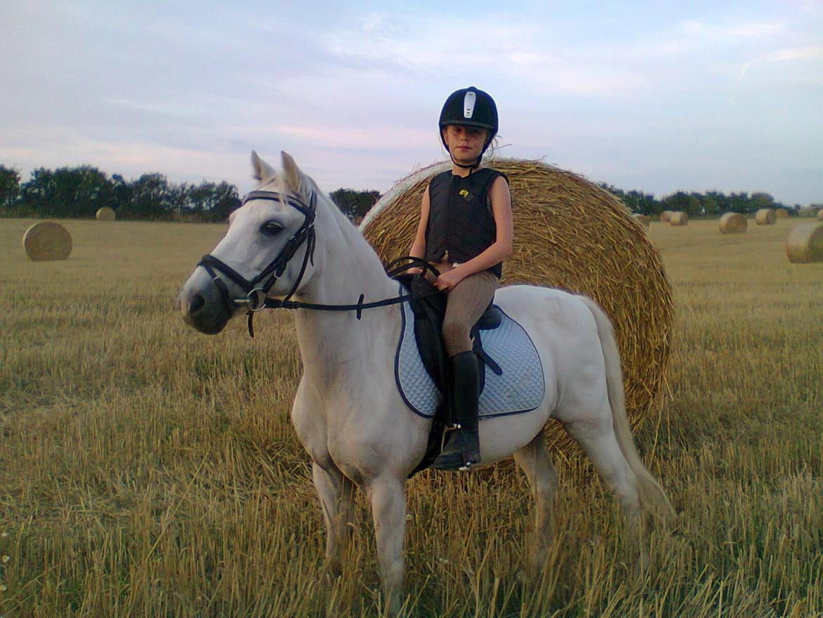 Welsh Pony (sec B) Lyngvejens Domino billede 2