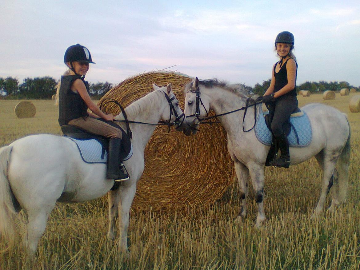 Welsh Pony (sec B) Lyngvejens Domino billede 3
