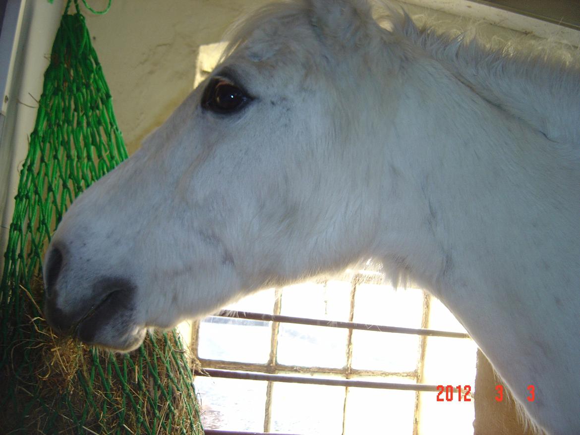 Welsh Pony (sec B) Lyngvejens Domino billede 4