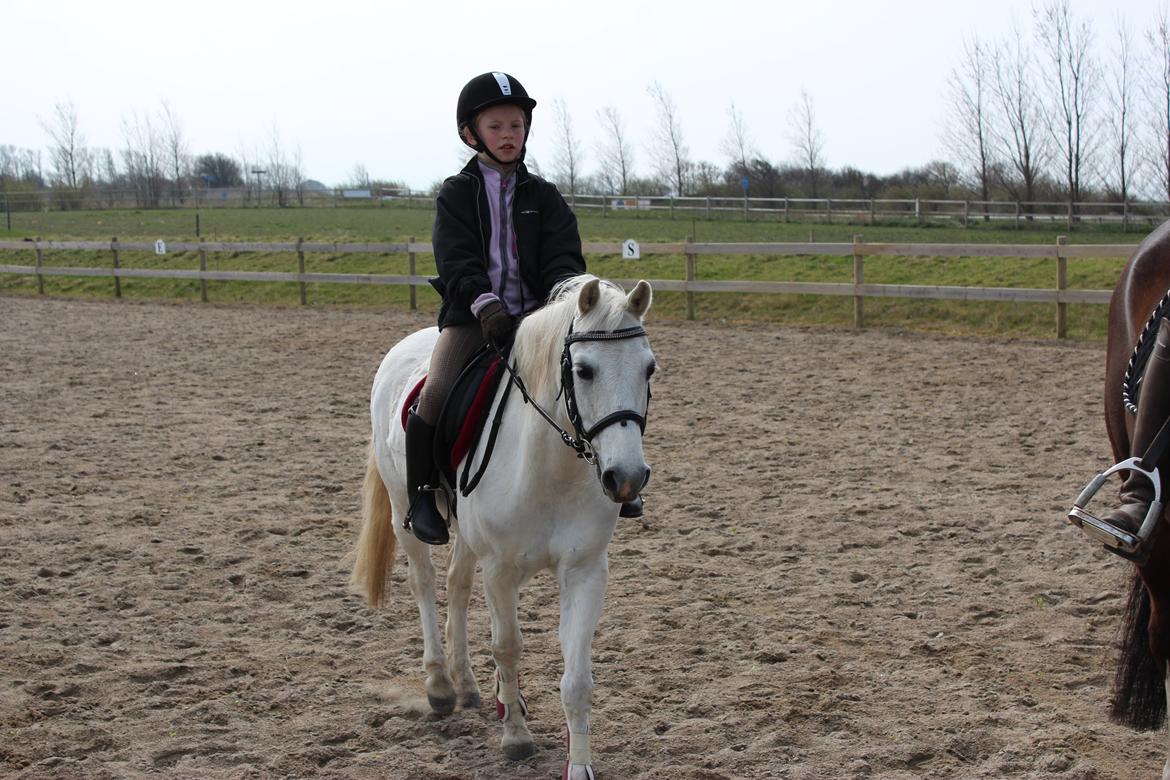 Welsh Pony (sec B) Lyngvejens Domino billede 5
