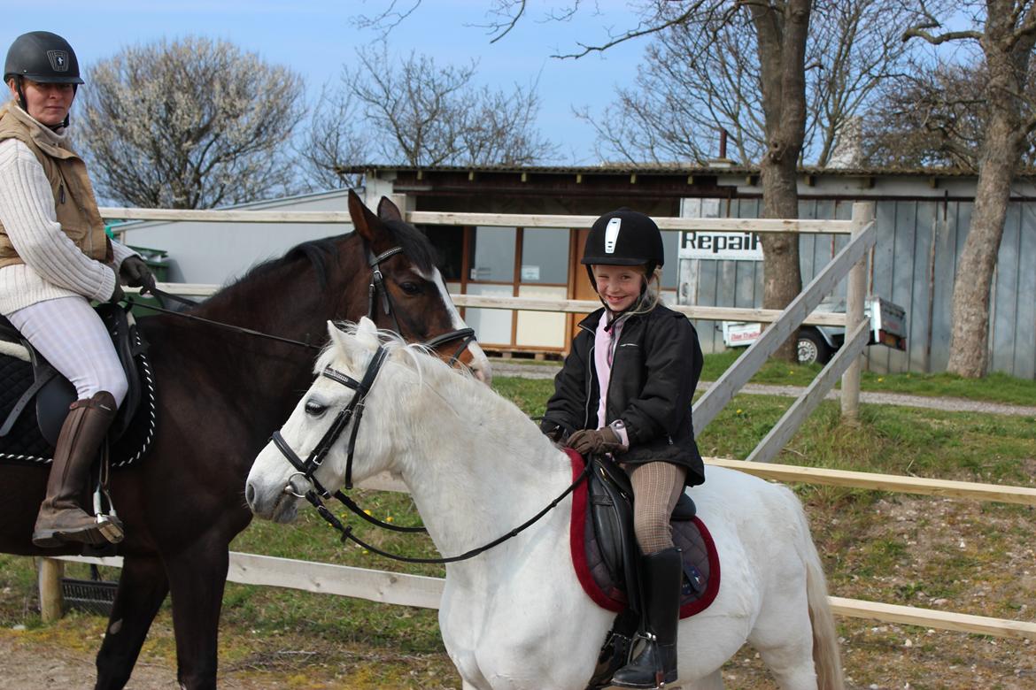 Welsh Pony (sec B) Lyngvejens Domino billede 6
