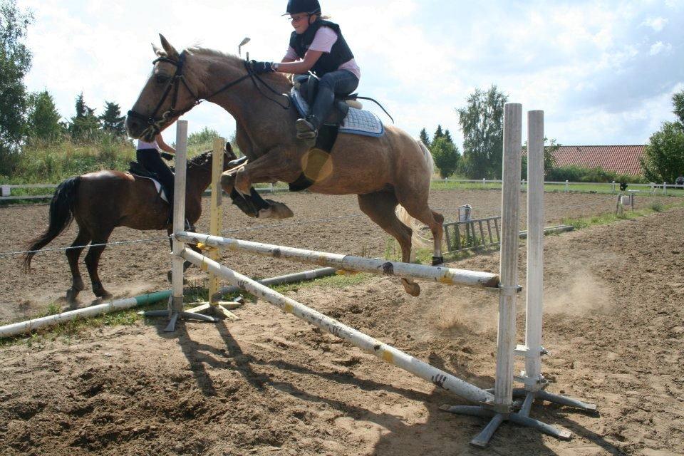Welsh Pony af Cob-type (sec C) Goldy Girl - 90 cm, Dygtige Mulen, og hun er endda ikke engang spring pony!!! Foto: Mansi billede 9