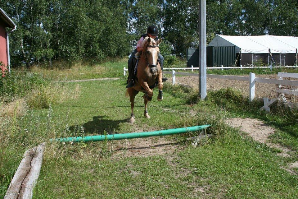 Welsh Pony af Cob-type (sec C) Goldy Girl - Goldy på ridelejr 2012, springer tørgrav for første gang :) Foto: Mansi billede 8