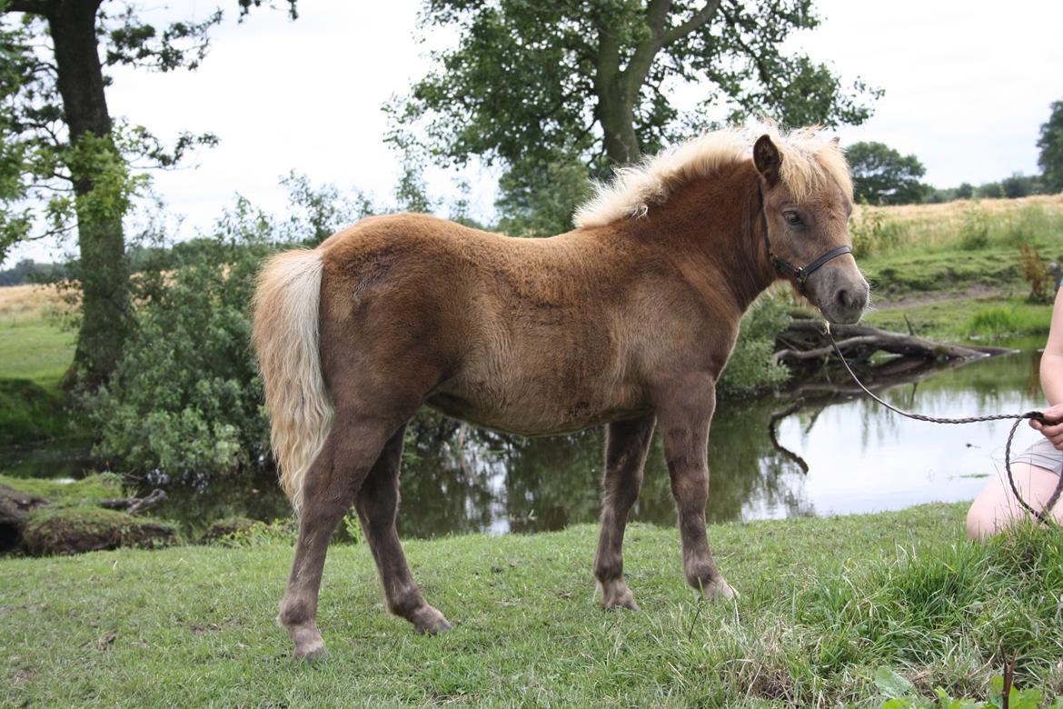 Shetlænder Ladegårds Lucia billede 1