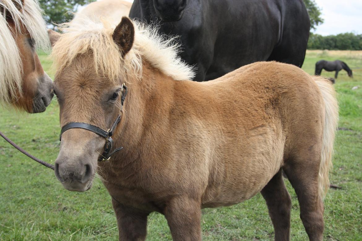 Shetlænder Ladegårds Lucia billede 3