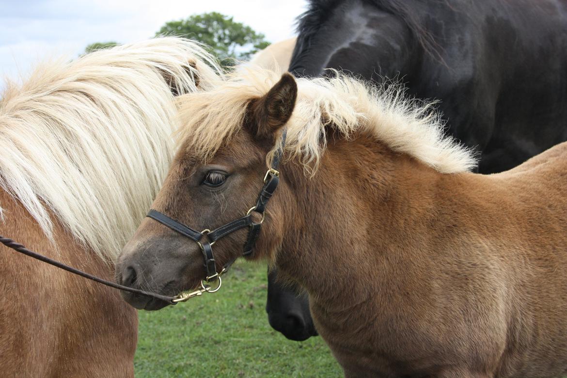 Shetlænder Ladegårds Lucia billede 4