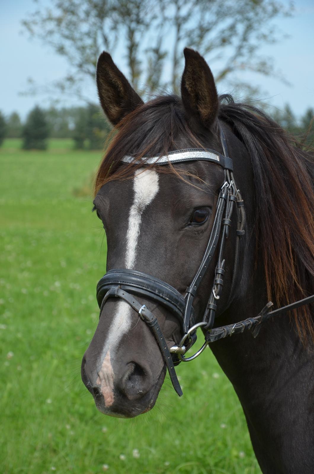 Anden særlig race Lucky Boy billede 1