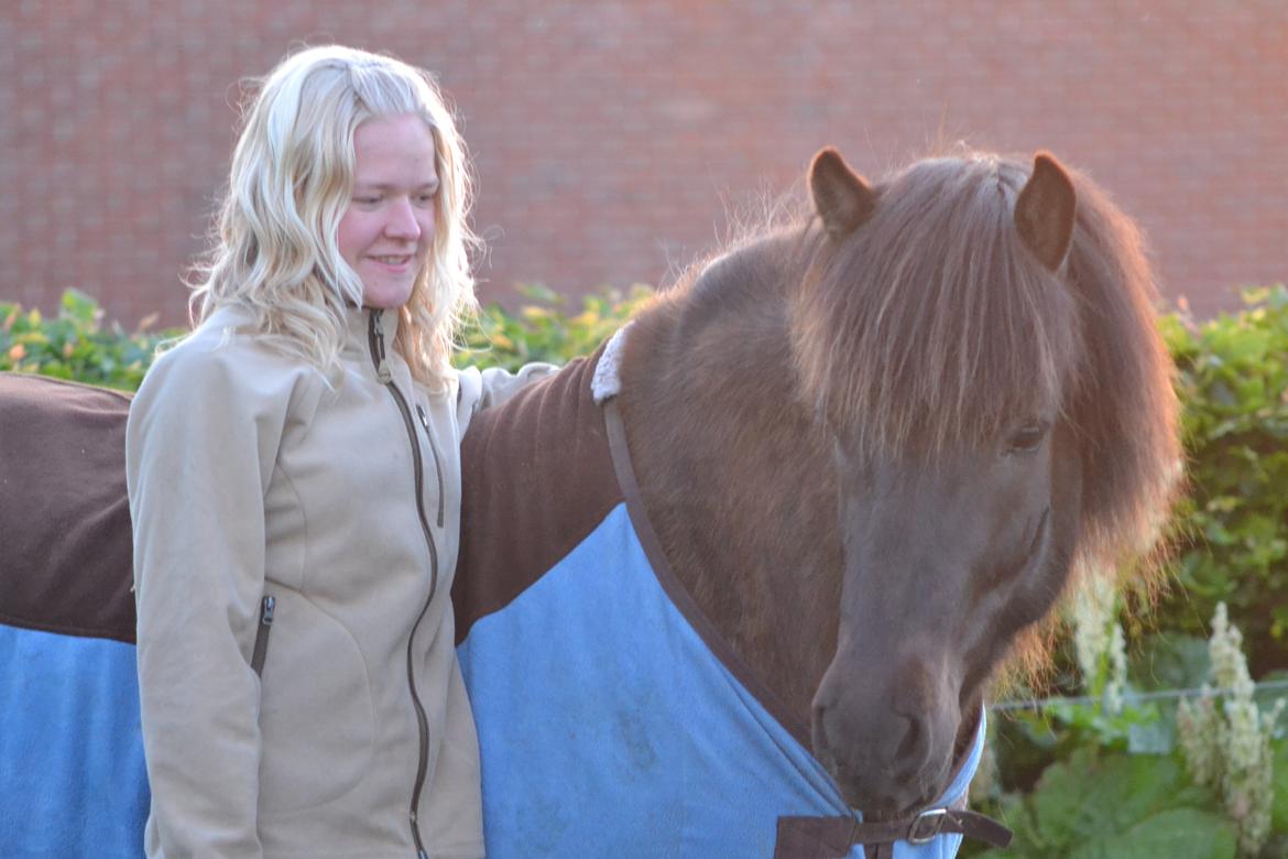 Islænder Baldur fra Hedehuset billede 2