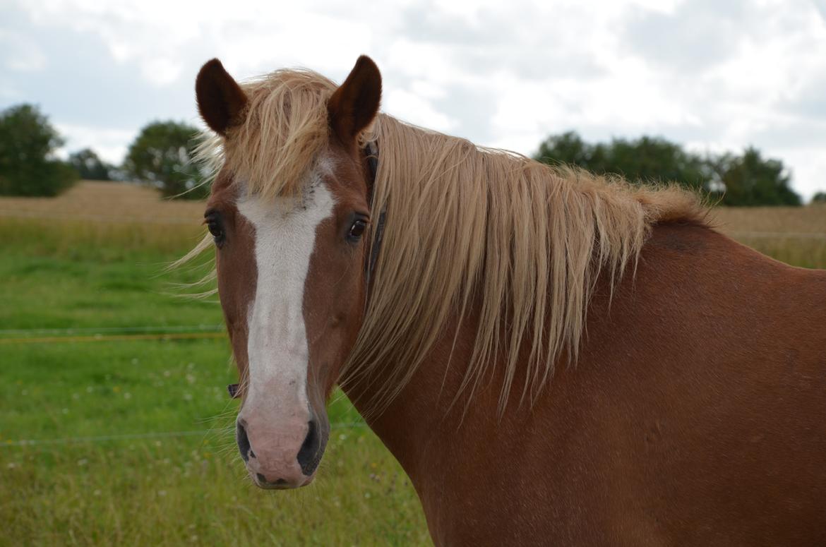 Haflinger Patrick billede 1