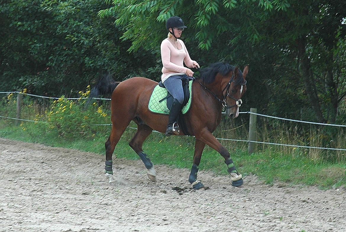 Anden særlig race freeman (fimse/gustav) - dressur træning d 21.8.12 min lækker hest :D billede 7