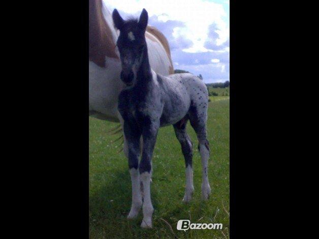 Knabstrupper Xander - "At noget er perfekt betyder ikke at det er fejlfrit, men at du ikke ønsker det anderledes ♥"
Foto: Reikke billede 2