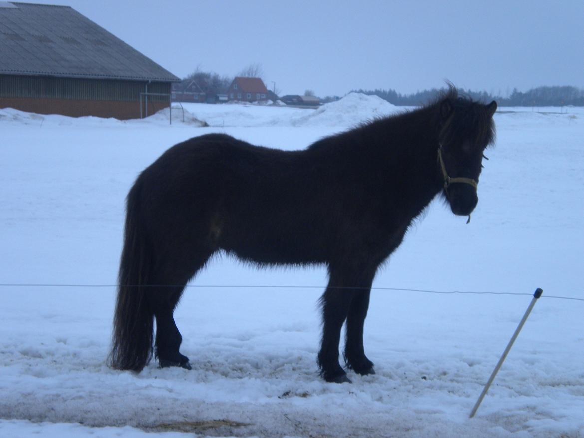 Islænder Baldur fra Hedehuset billede 17