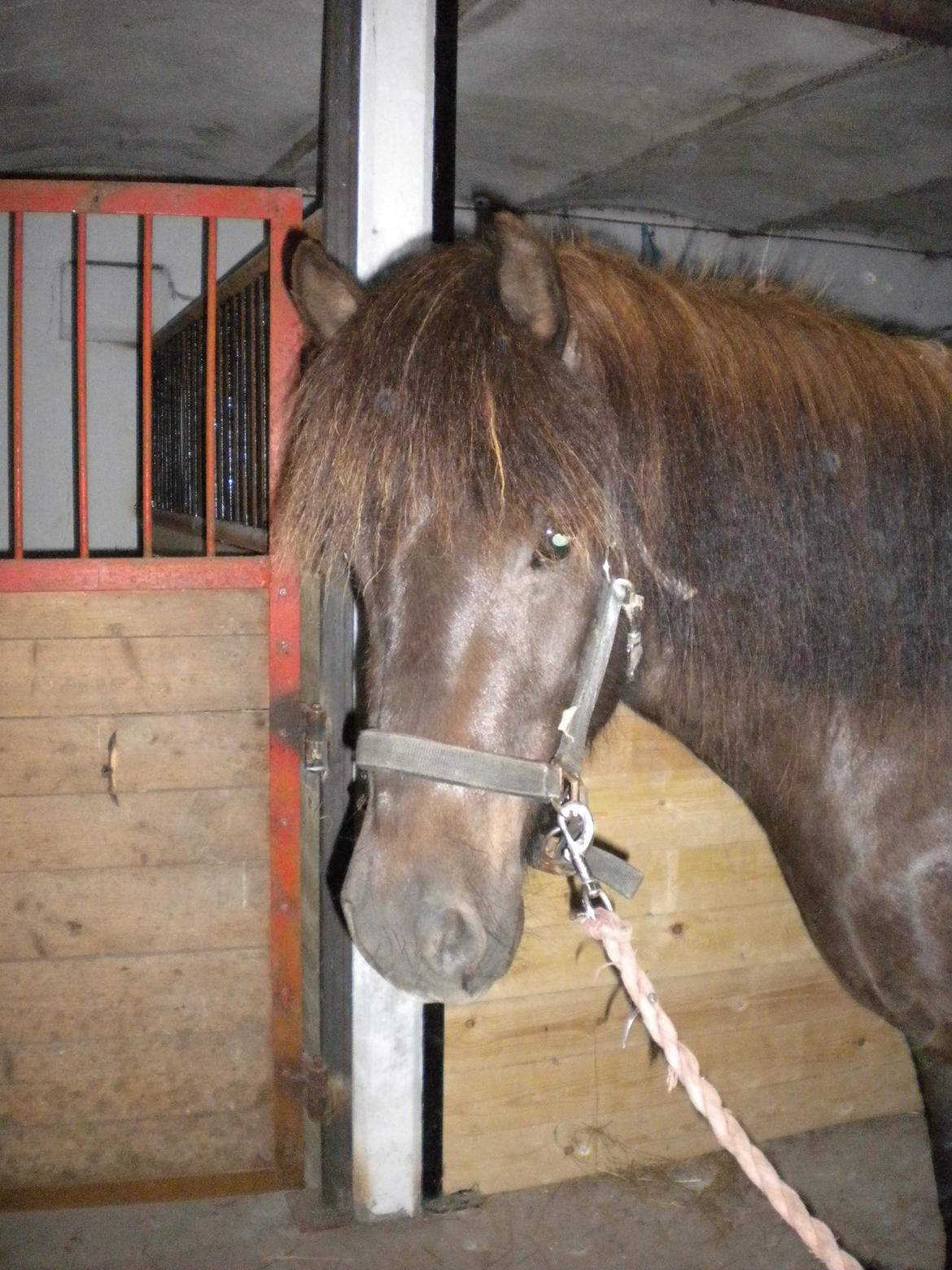 Islænder Baldur fra Hedehuset billede 16