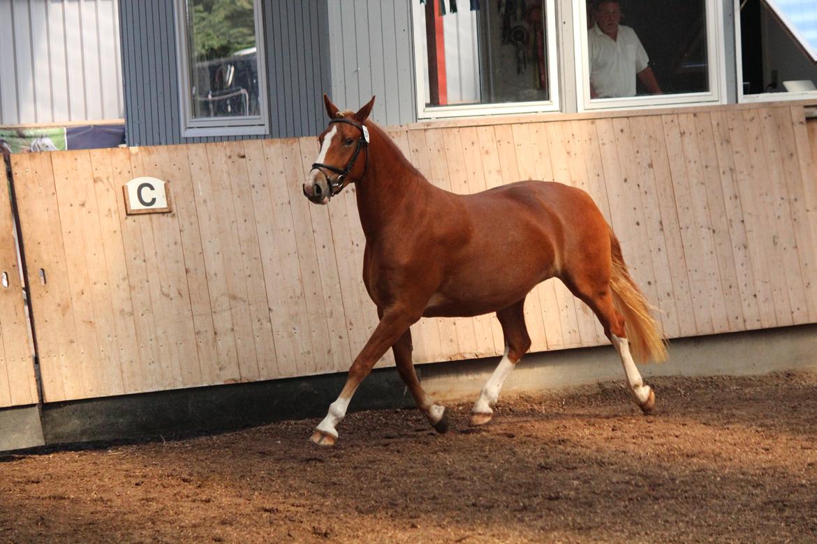 Frederiksborg Spica Skibstrup - Frederiksborgkåring 2012 billede 6