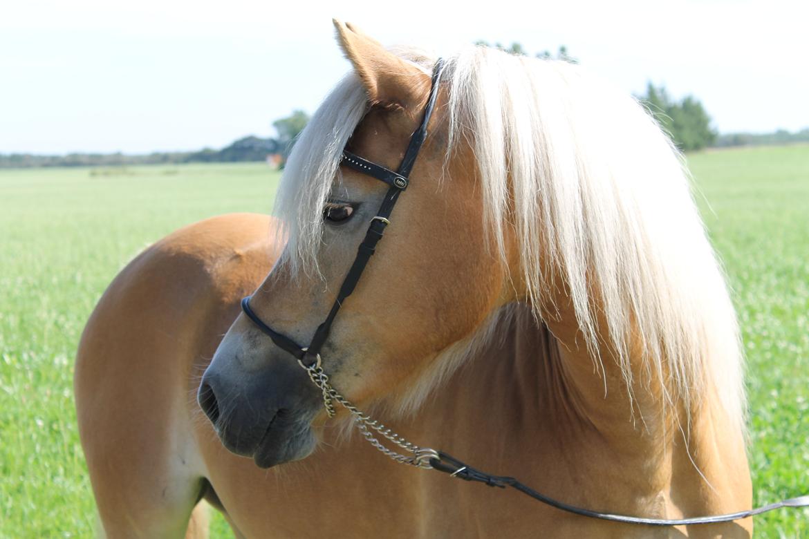 Haflinger Luna billede 1
