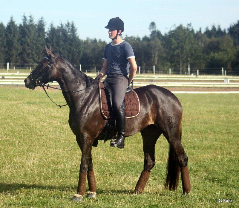 Trakehner Atlina - Foto: Gøtterup's foto
Billederne må ikke bruges uden tilladelse. billede 9