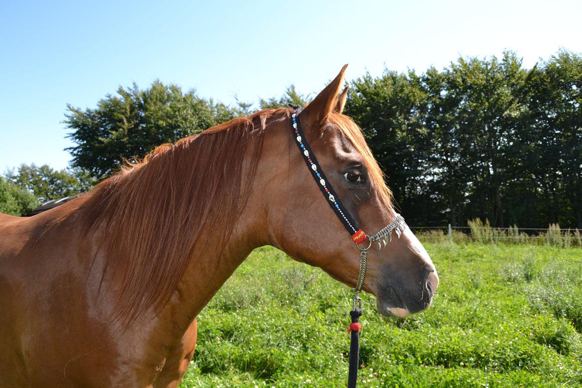 Arabisk fuldblod (OX) Shah Siimzek billede 20