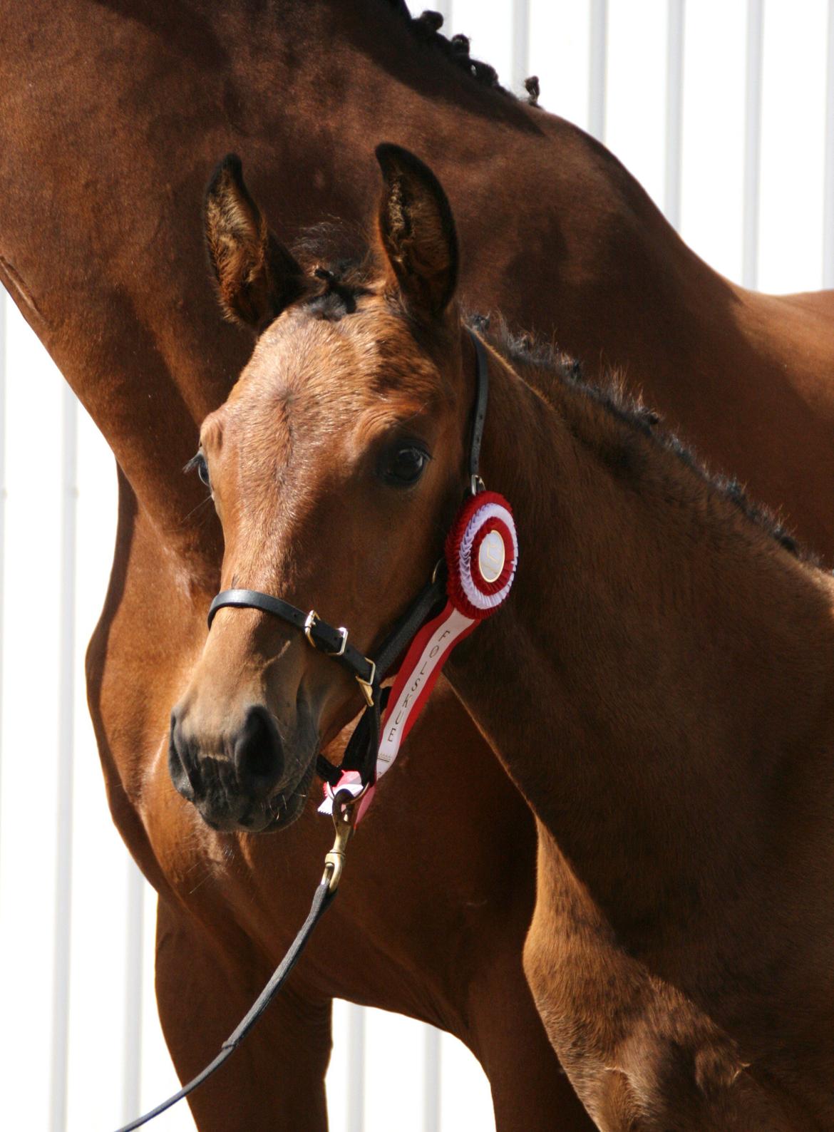 Dansk Varmblod LANGAGERS JOHSEFINE billede 1