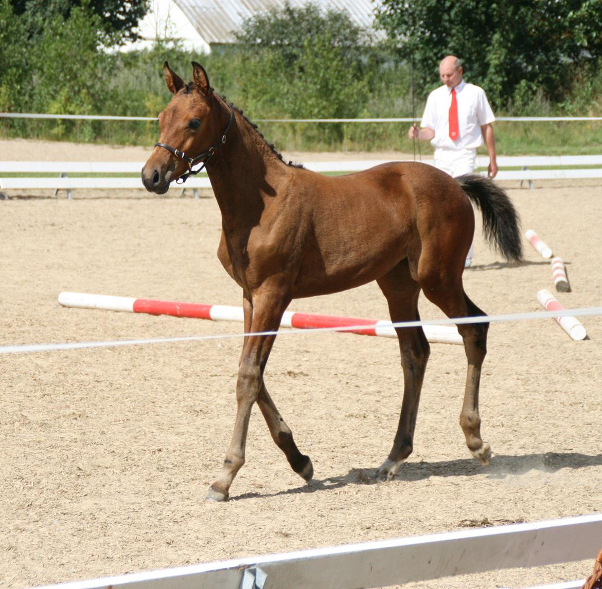 Dansk Varmblod LANGAGERS JOHSEFINE billede 2