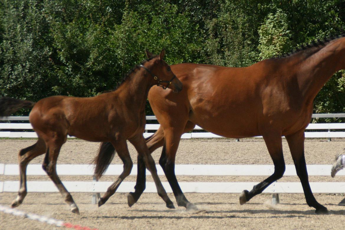 Dansk Varmblod LANGAGERS JOHSEFINE billede 3