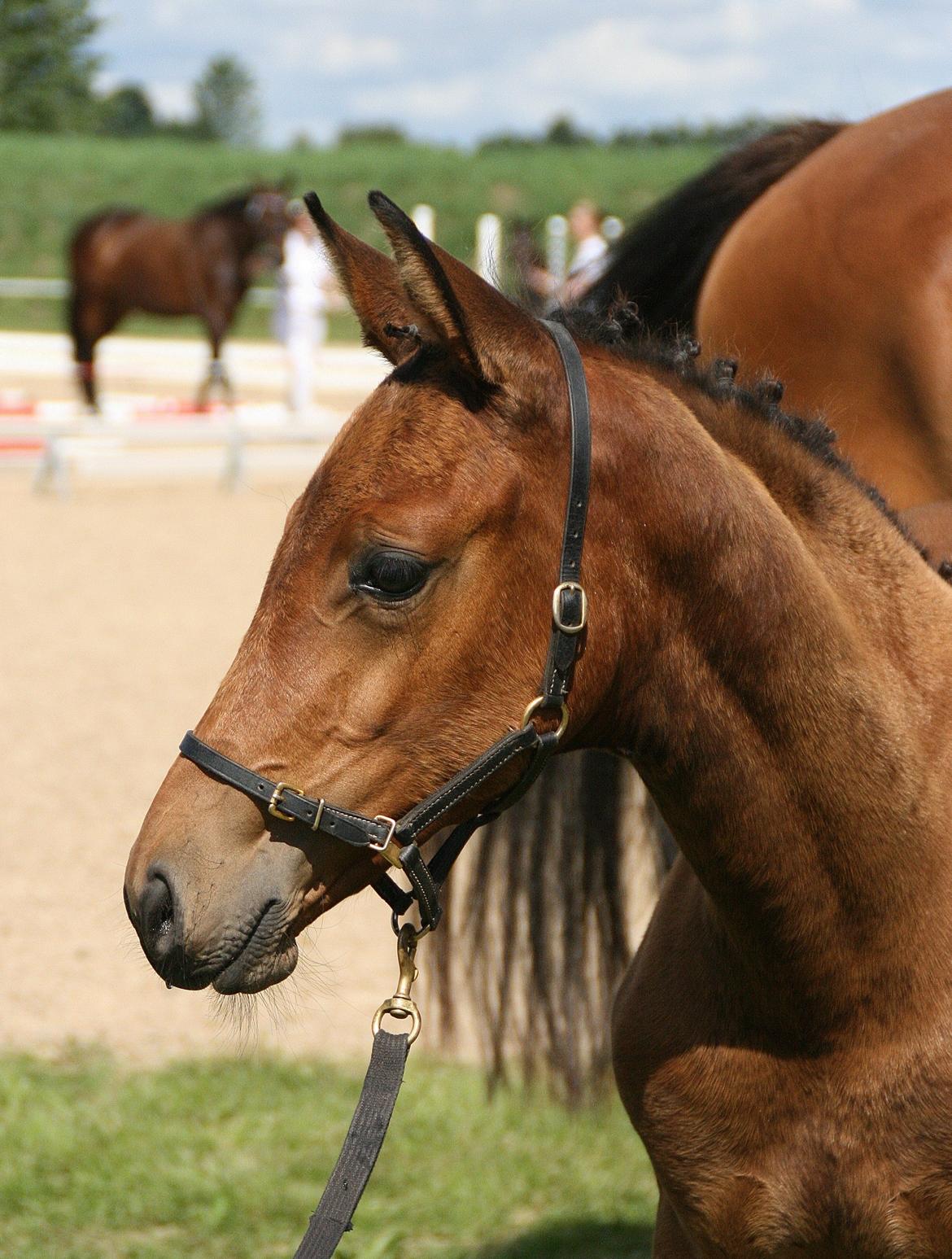 Dansk Varmblod LANGAGERS JOHSEFINE billede 4