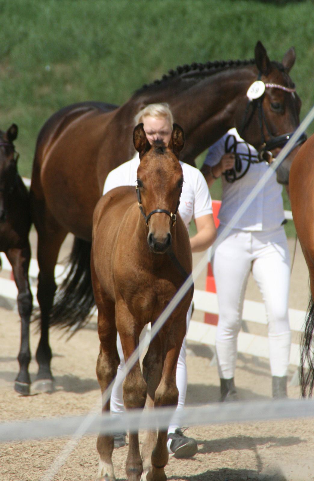 Dansk Varmblod LANGAGERS JOHSEFINE billede 5