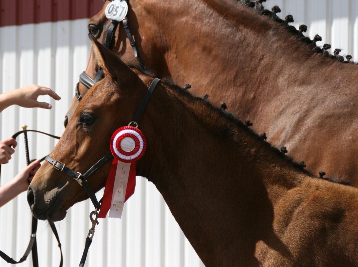 Dansk Varmblod LANGAGERS JOHSEFINE billede 6